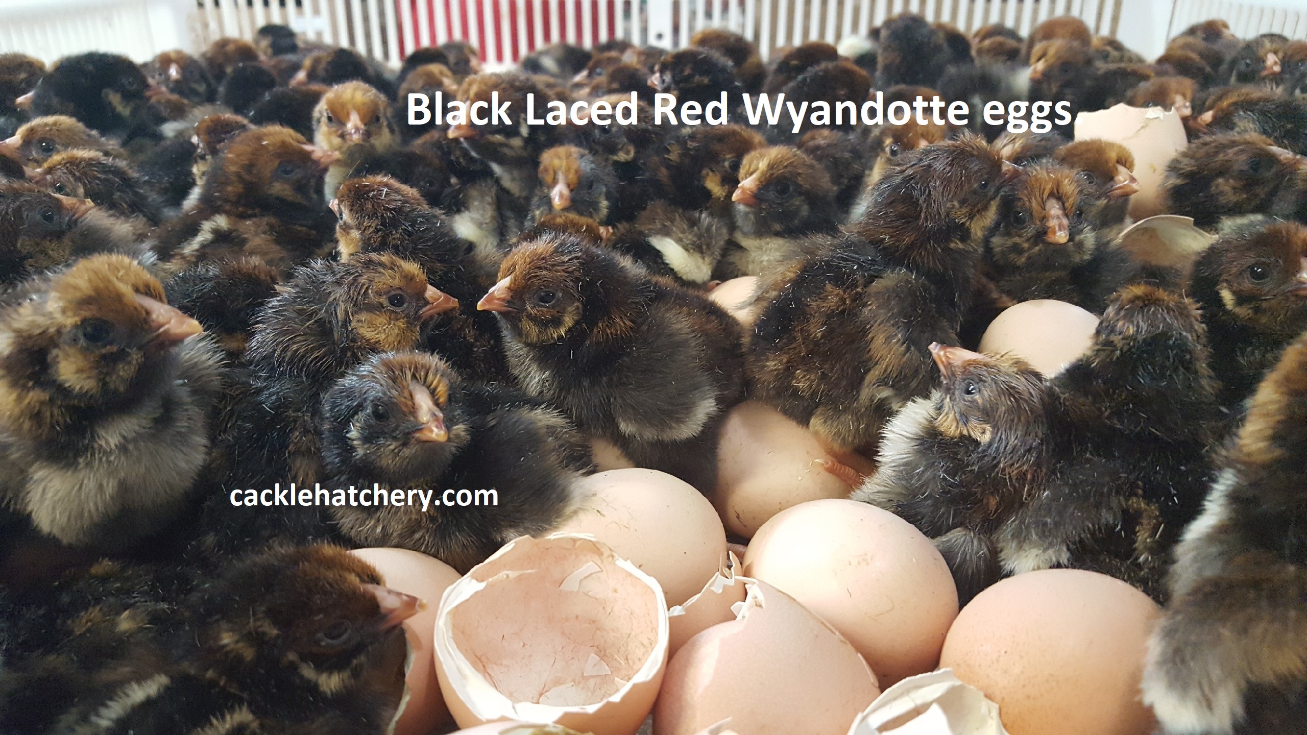6+ Six+ FREE Shipping! Fertile Coturnix Quail Hatching Eggs Assorted Colors 