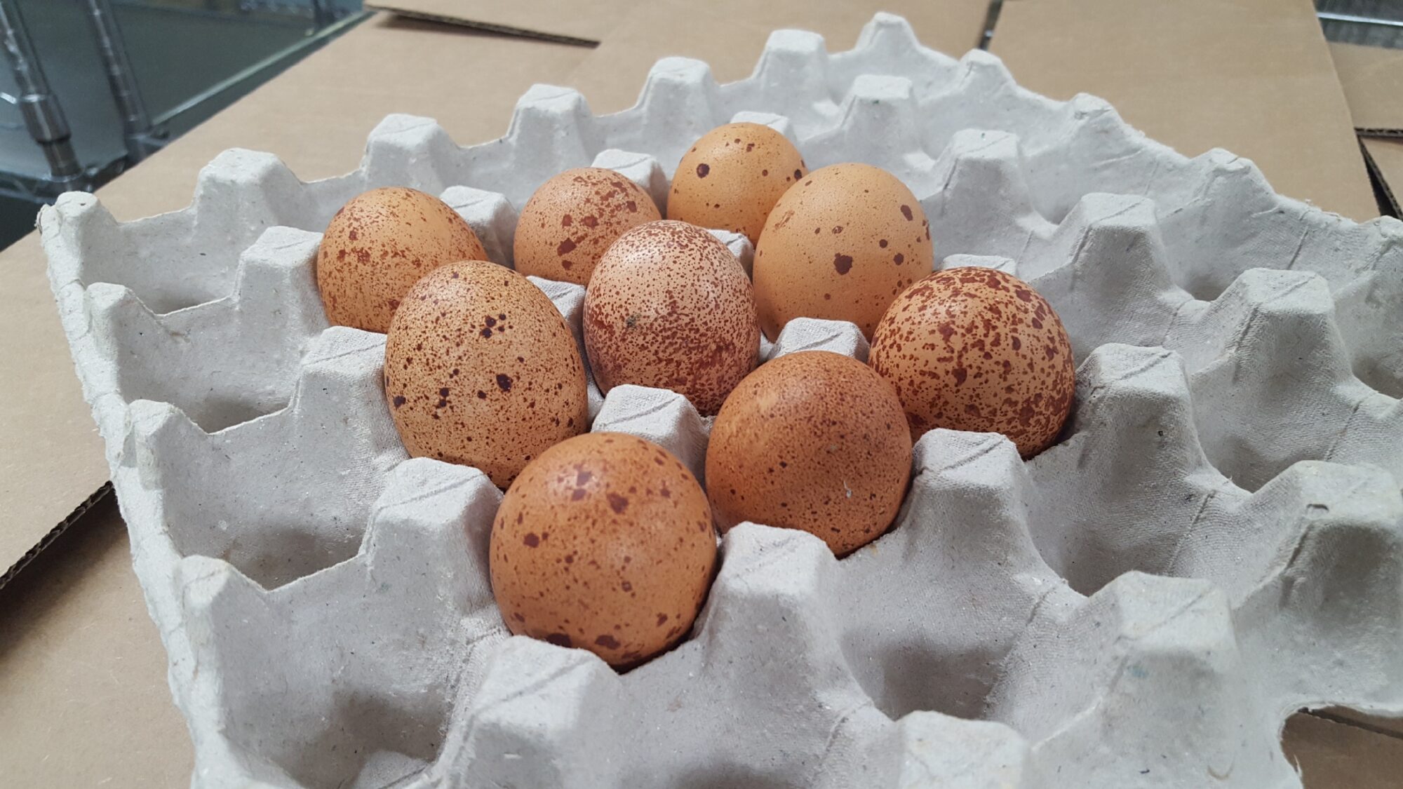Speckled Egger™ Fertile Hatching Eggs for Sale Fresh/Fertile Eggs