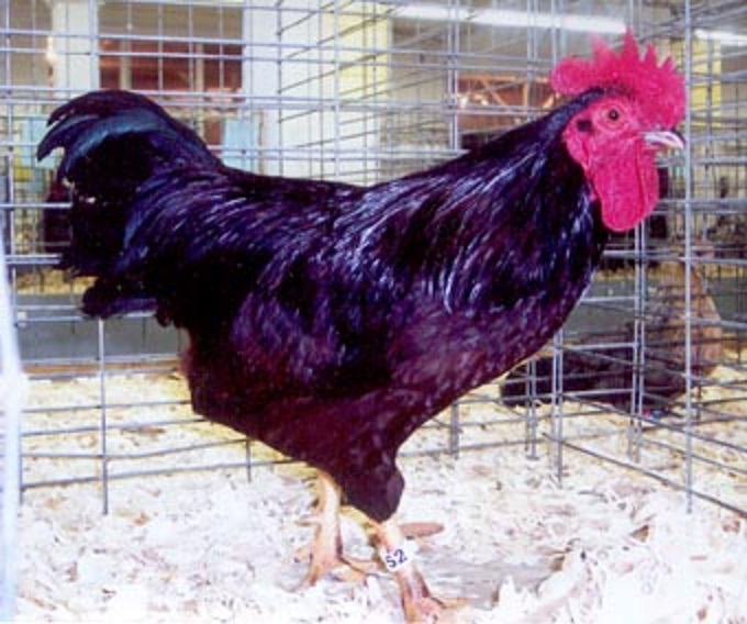 Rhode Island Red Bantam Chicks for Sale Cackle Hatchery