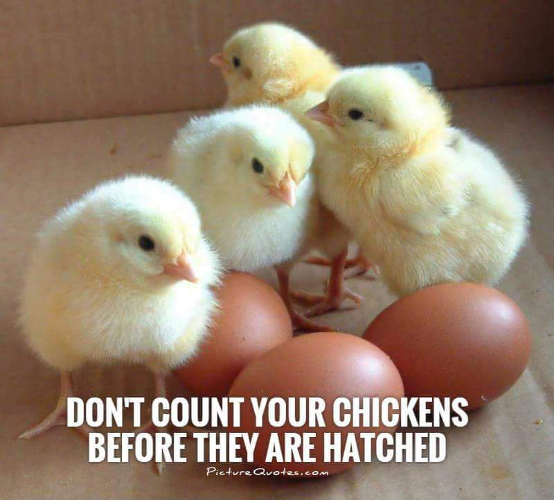Rhode Island White Hatching Eggs Rhode Island White Hatching Eggs