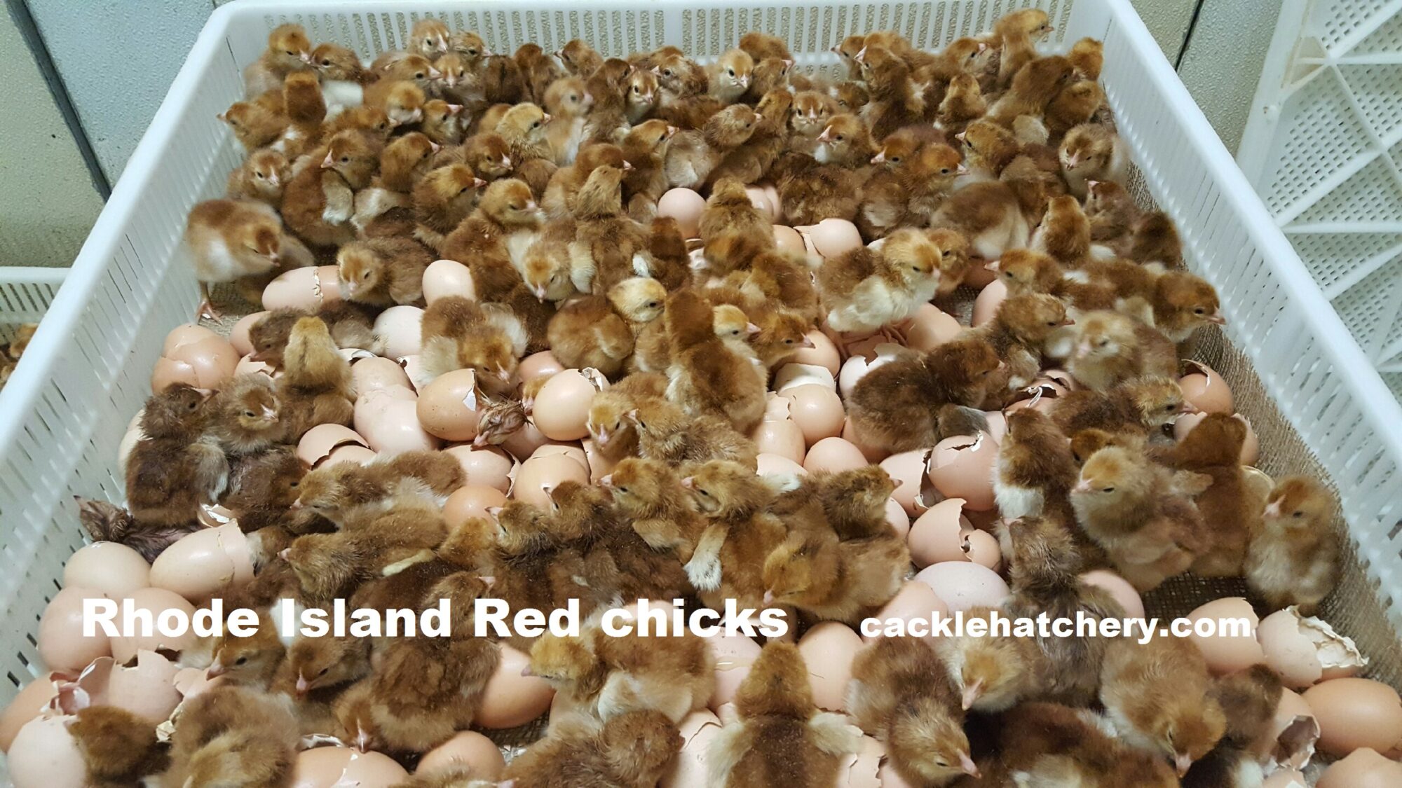 Rhode Island Red Baby Chicken Chicks For Sale Cackle Hatchery