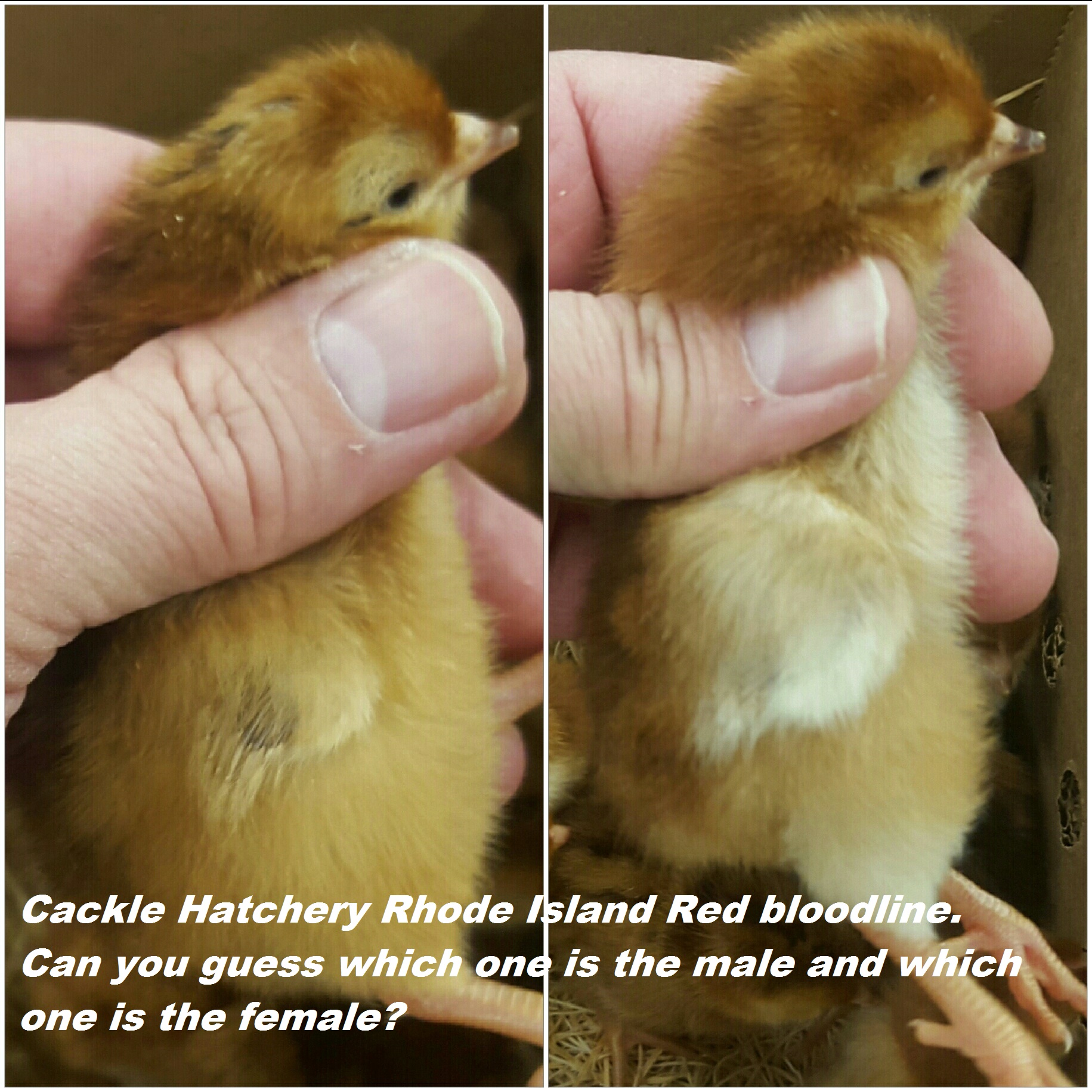 How to Sex Rhode Island Red Chicks picture How to Sex Rhode Island Red Chicks picture