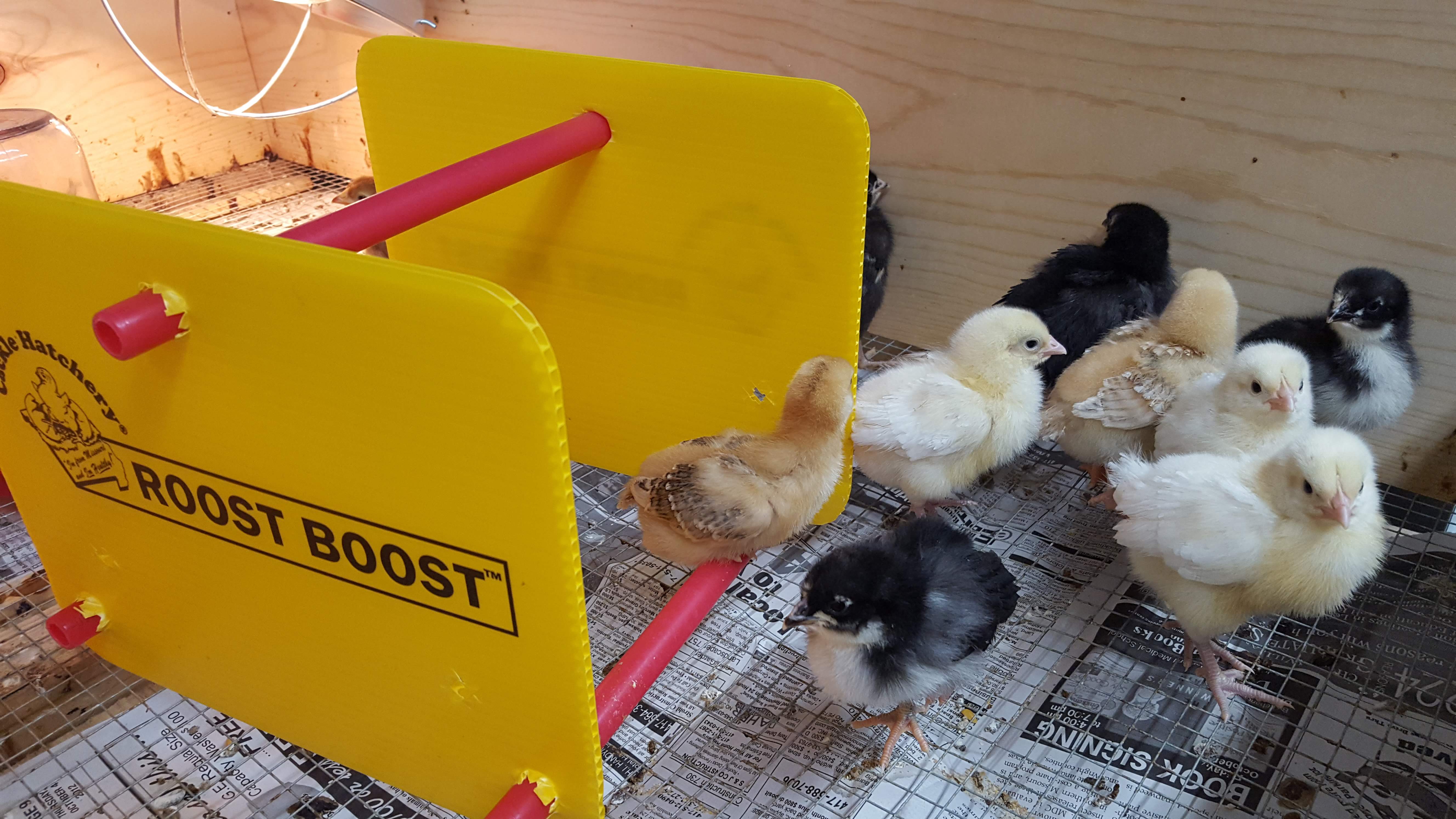 Roost Boost Baby Chick Roosting Cackle Hatchery