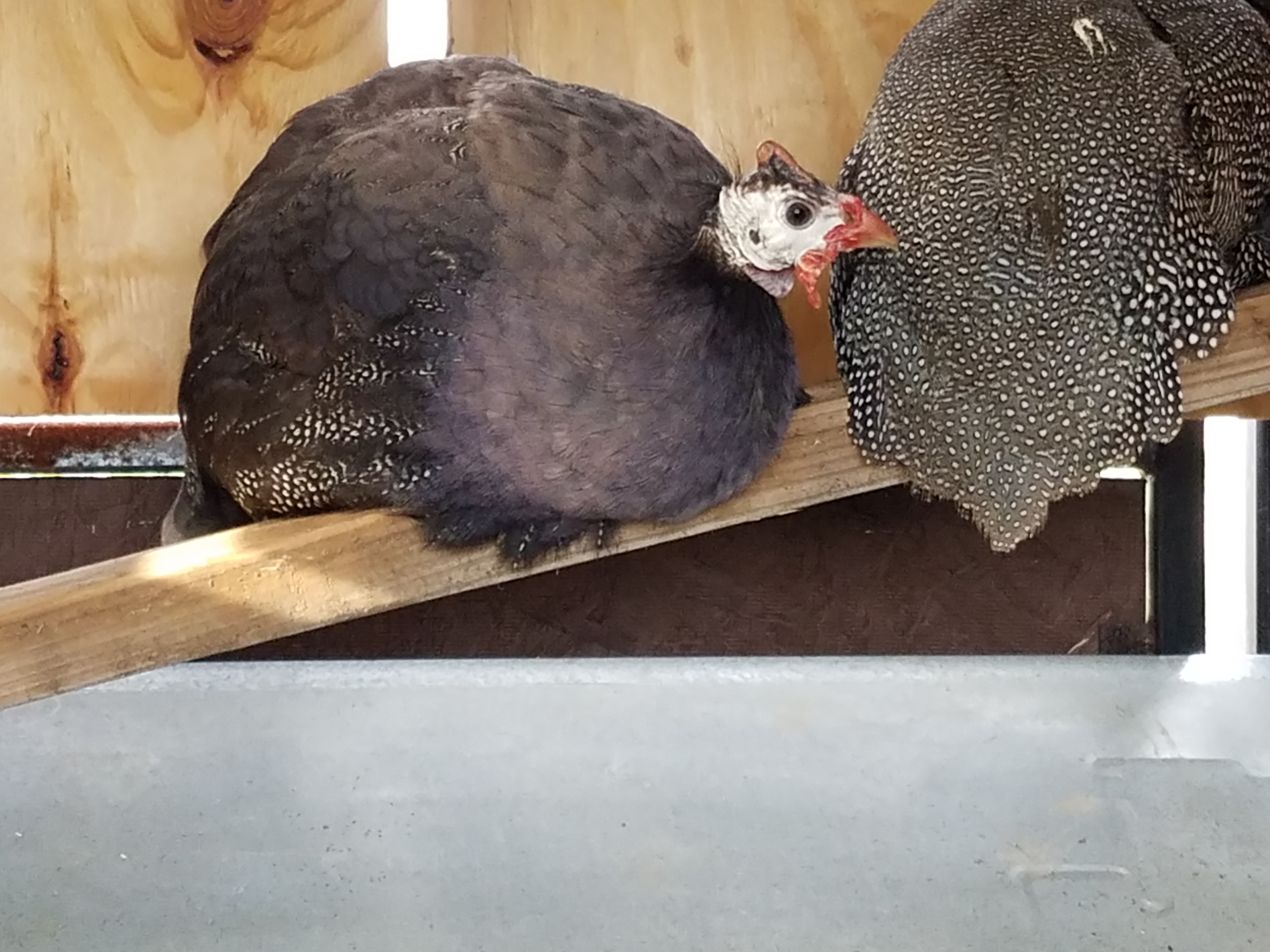 Royal Purple Guinea Fowl for Sale Cackle Hatchery