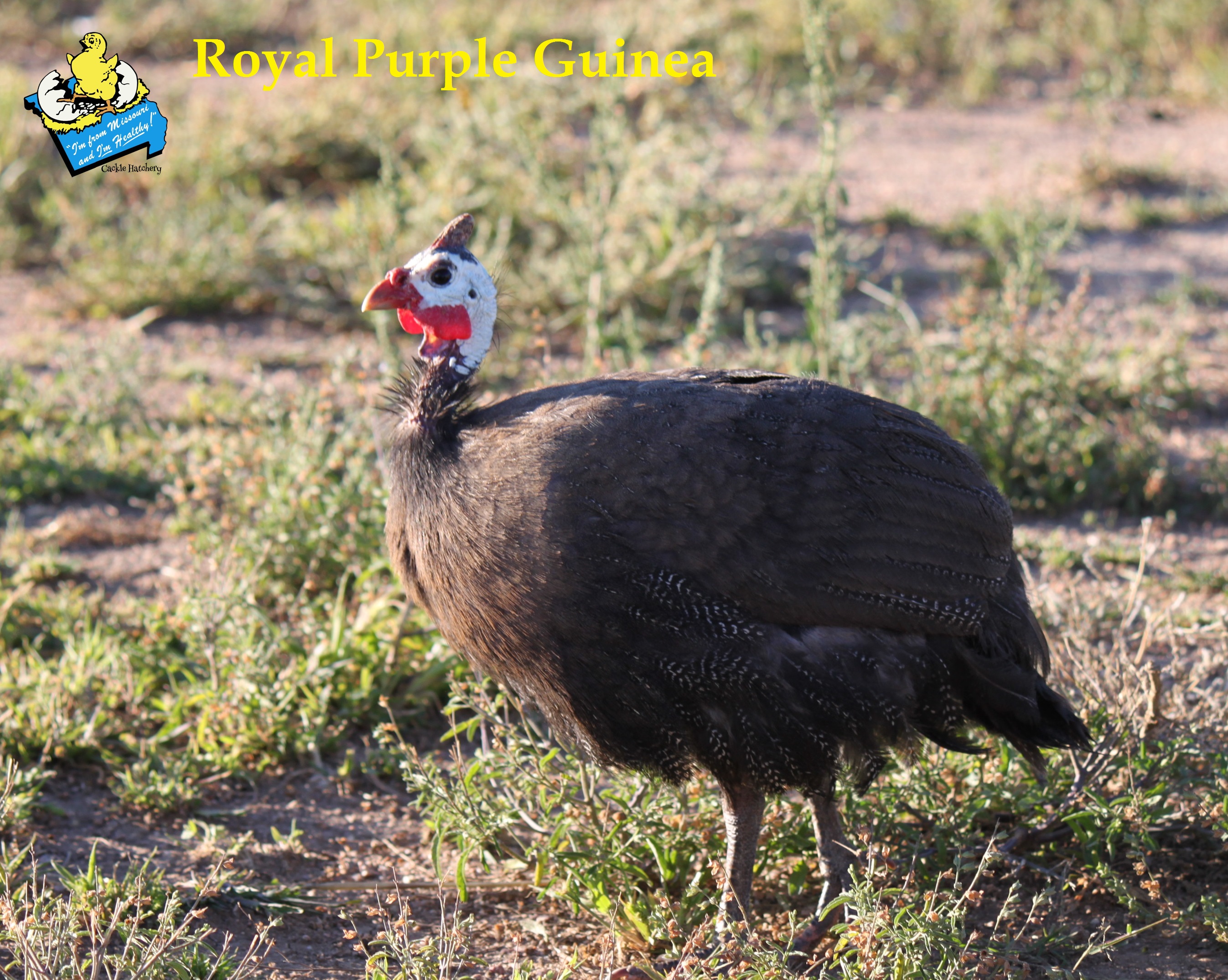 Royal Purple Guinea Fowl for Sale Cackle Hatchery