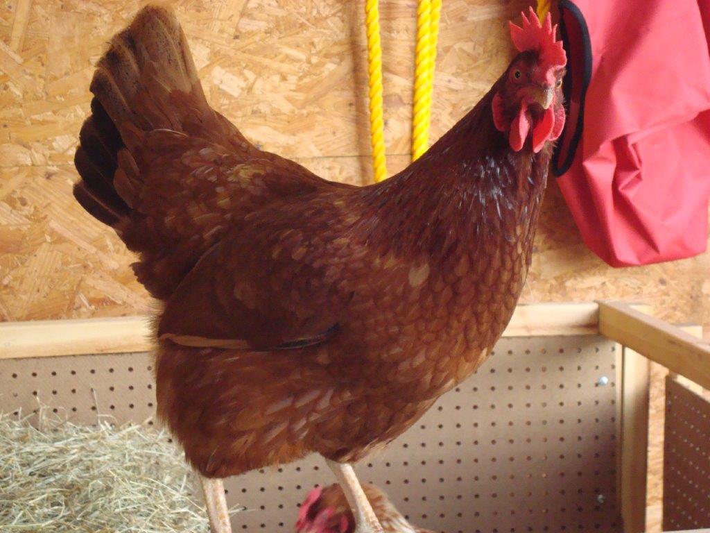 Red Sex Link Chickens for Sale Online - Baby Chicks ...