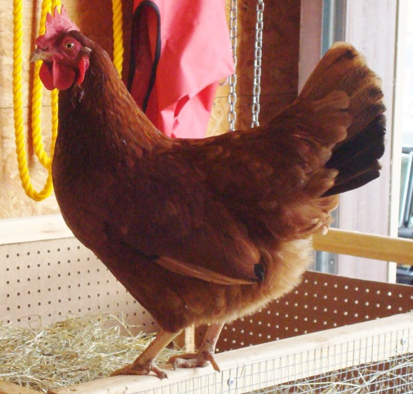 Red Sex Link Chickens for Sale Online - Baby Chicks ...