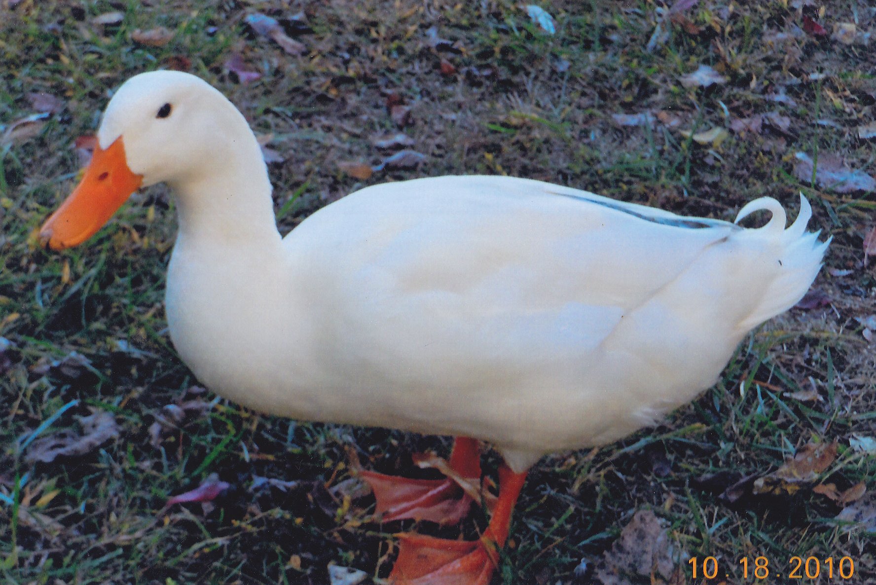 Pekin Duck Growth Chart