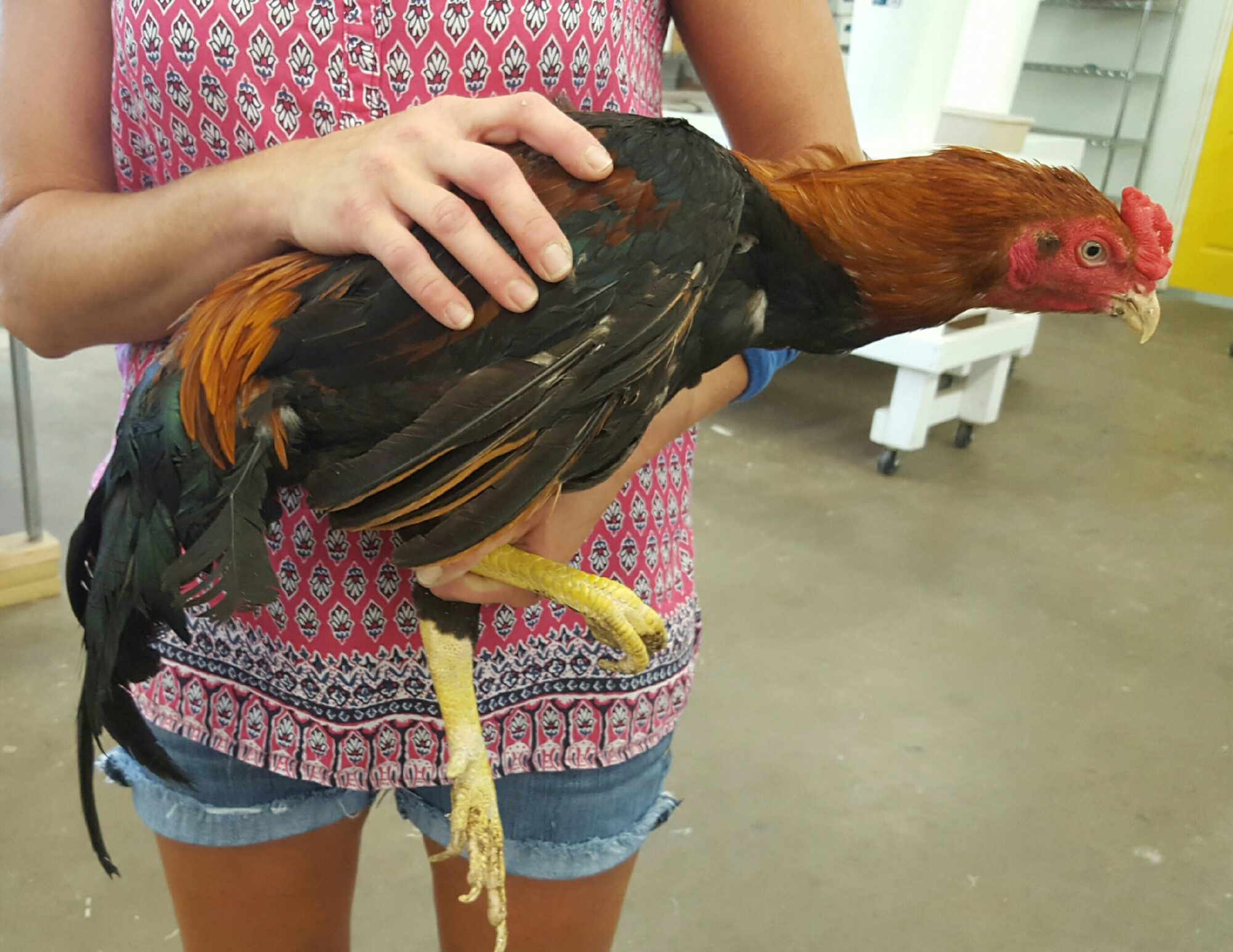 Saipan Jungle Fowl Breed Baby Chicks Cackle Hatchery