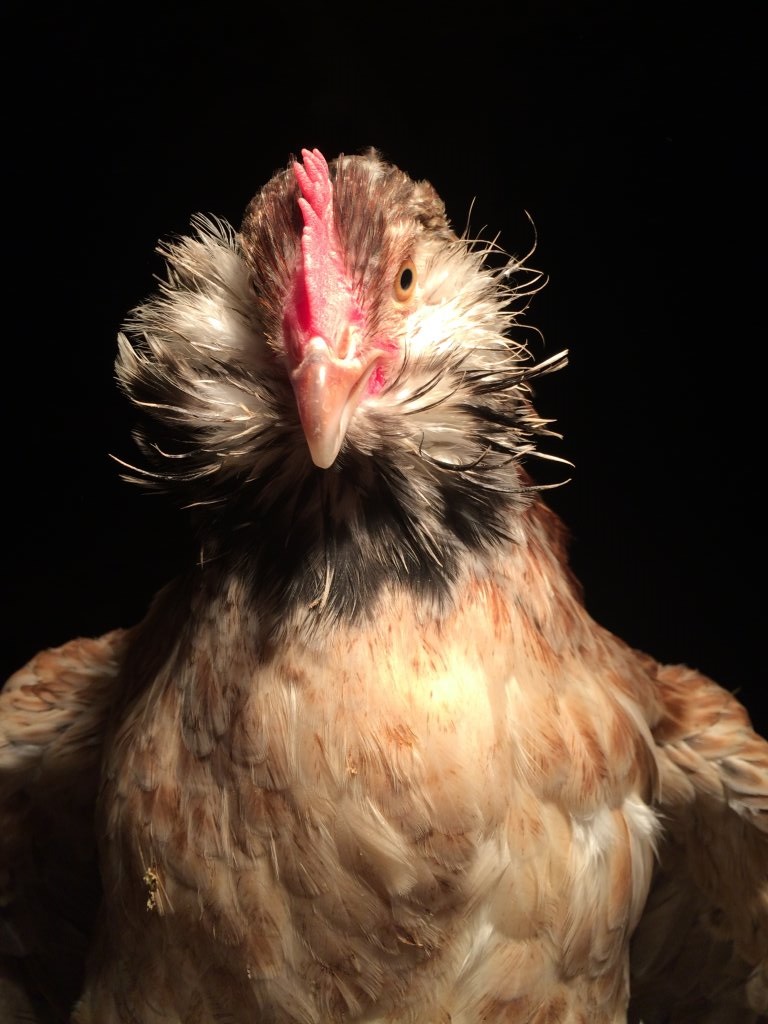 Salmon Faverolle Chickens Baby Chicks for Sale Cackle Hatchery