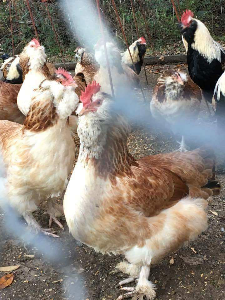 Salmon Faverolle Chickens Baby Chicks for Sale Cackle Hatchery