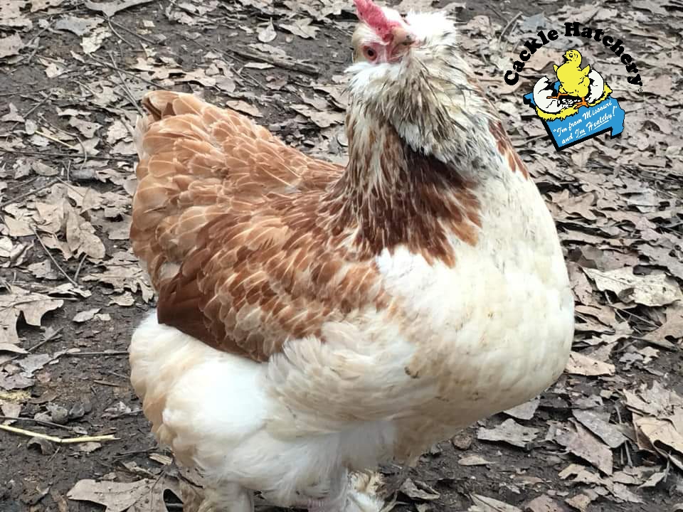 Salmon Faverolle Chickens Baby Chicks for Sale Cackle Hatchery