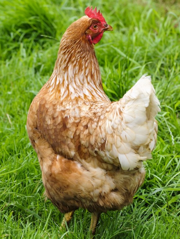 Cinnamon Queen Started Pullet Cackle Hatchery