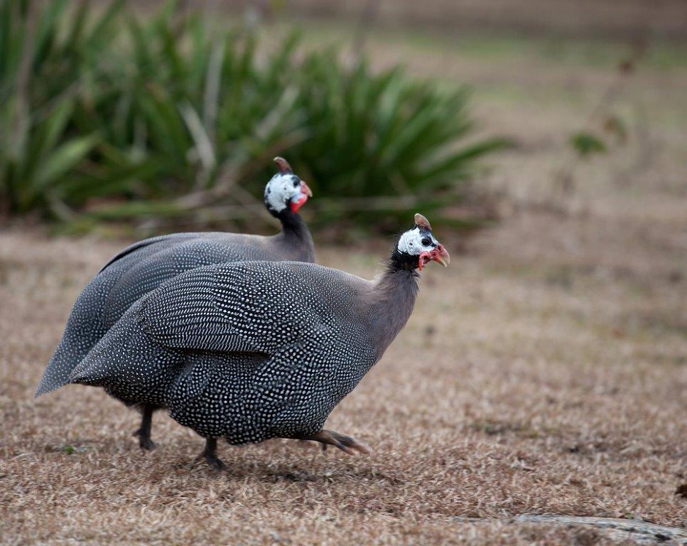Pearl Guinea Keets Guinea Fowl For Sale Cackle Hatchery