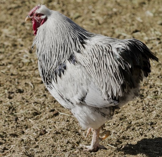 Columbian Wyandotte - Baby Chicks for Sale | Cackle Hatchery
