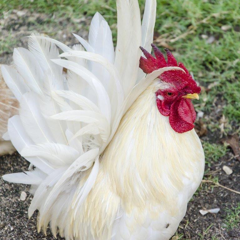 White Japanese Bantam Chickens for Sale Cackle Hatchery