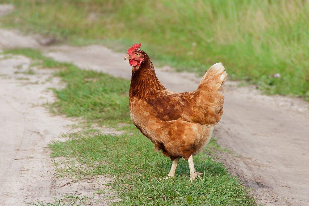 Cinnamon Queen Started Pullet Cackle Hatchery