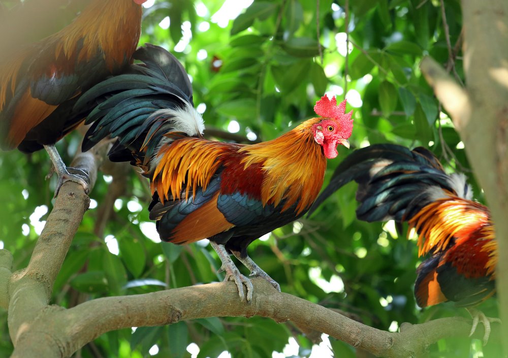 Red Junglefowl Rare Breed Chicks for Sale Cackle Hatchery