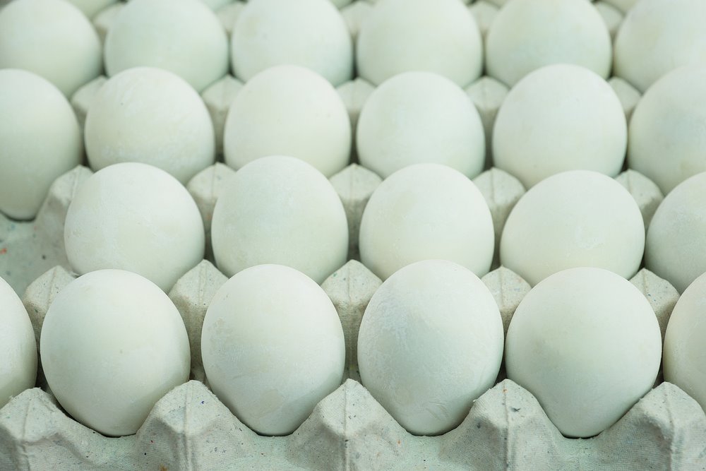 easter egger chickens baby
