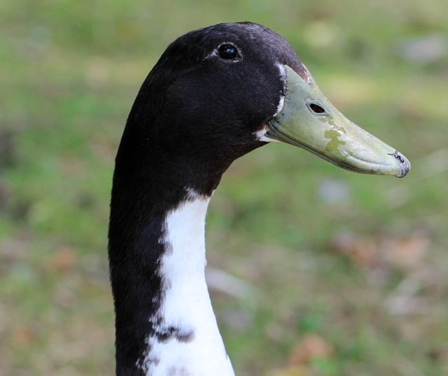 Black Swedish Ducks Ducklings For Sale Cackle Hatchery