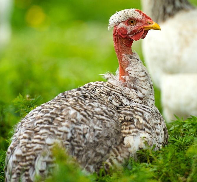 Turken "Naked Neck" Chicks for Sale Cackle Hatchery