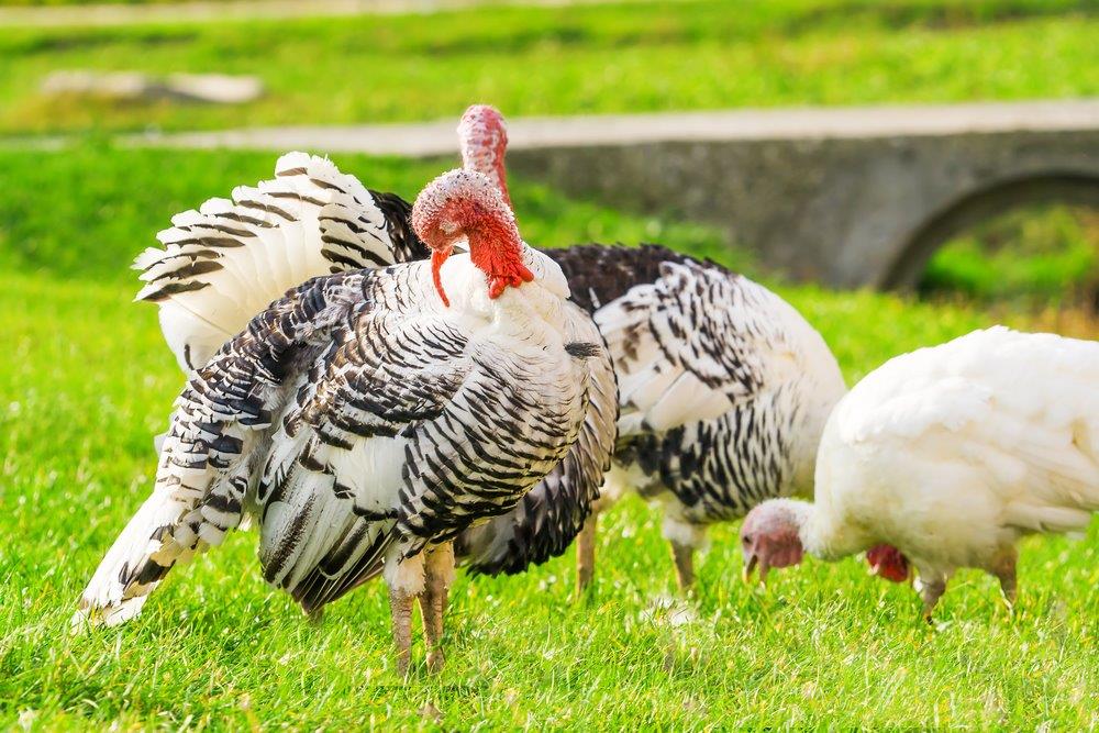 Royal Palm Turkey Heritage Breed Turkeys Cackle Hatchery