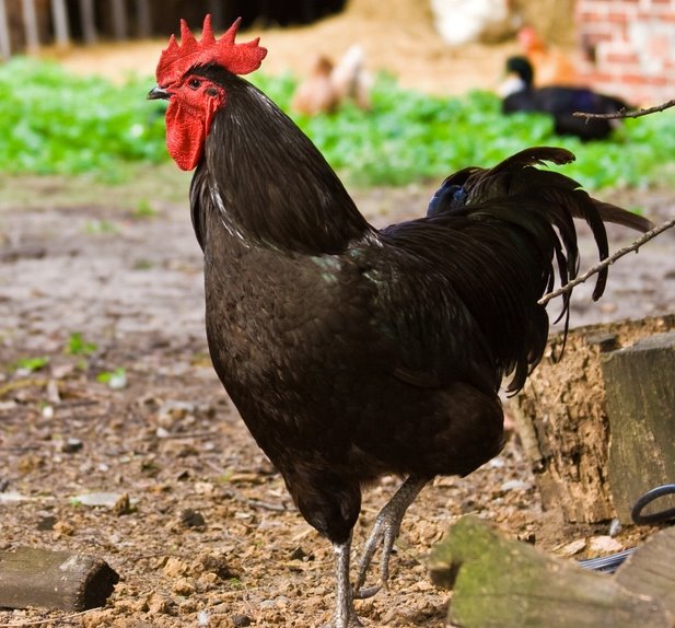 jersey giant cockerel