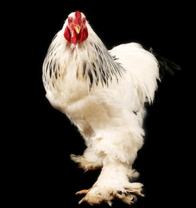 Light Brahma Chickens Baby Chicks for Sale Cackle Hatchery