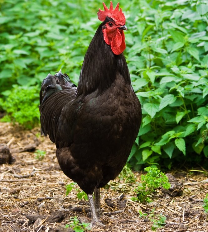 black jersey giant hen