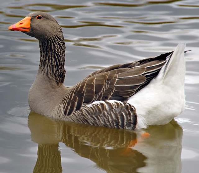 Toulouse Geese for Sale Waterfowl Hatchery Cackle Hatchery