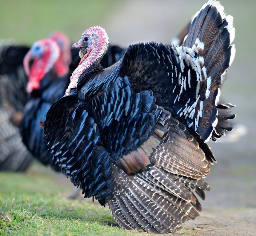 Broad Breasted Bronze Turkey Poults Cackle Hatchery