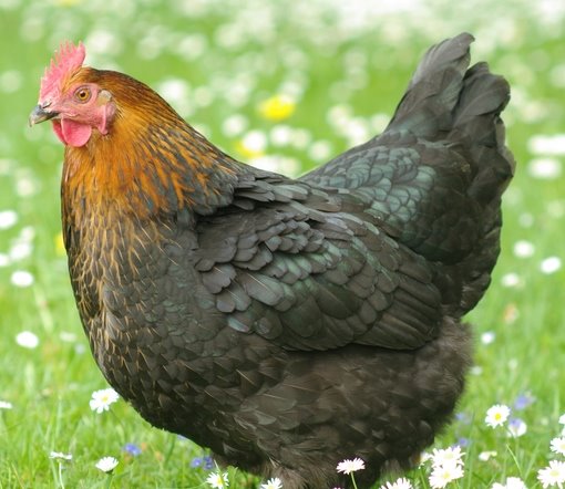 Chicken coops maine KFC’s new plant-based nuggets look and taste close to the real thing