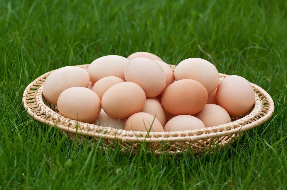 Image result for wyandotte chicken eggs