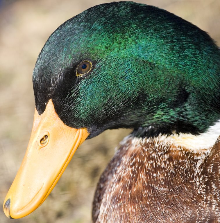 Welsh Harlequin Ducks - Waterfowl Hatchery | Cackle Hatchery