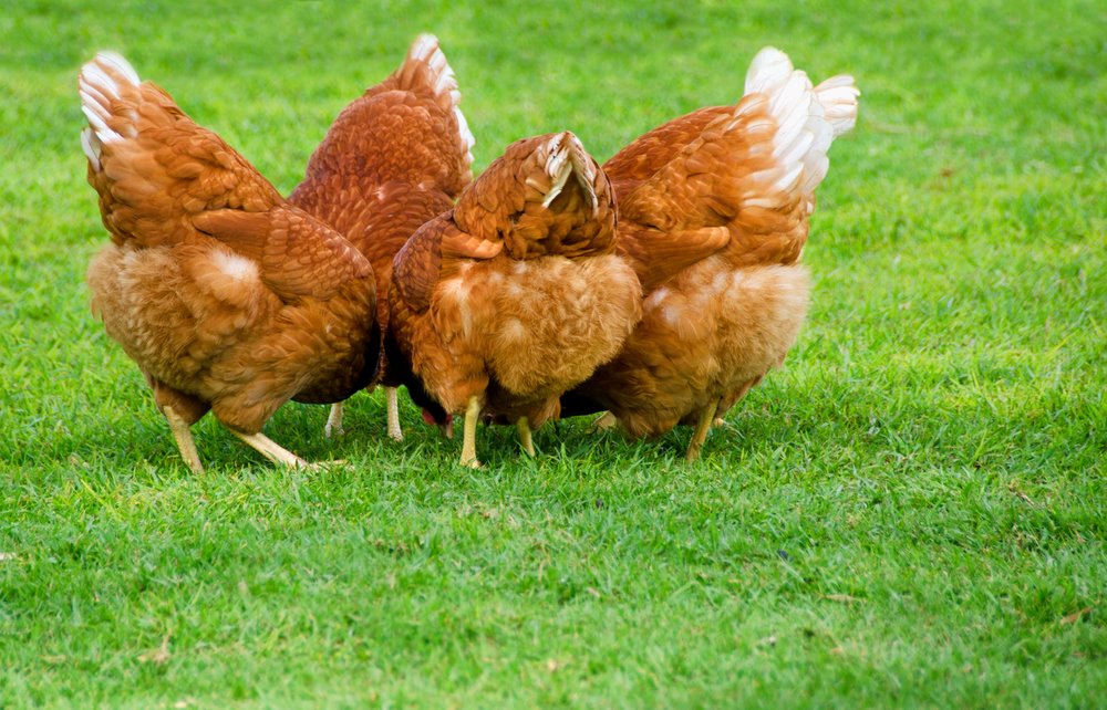 Cinnamon Queen Chickens Baby Chicks for Sale Cackle Hatchery