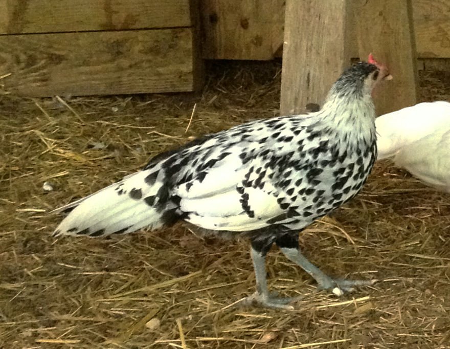 Hamburg Chicks For Sale