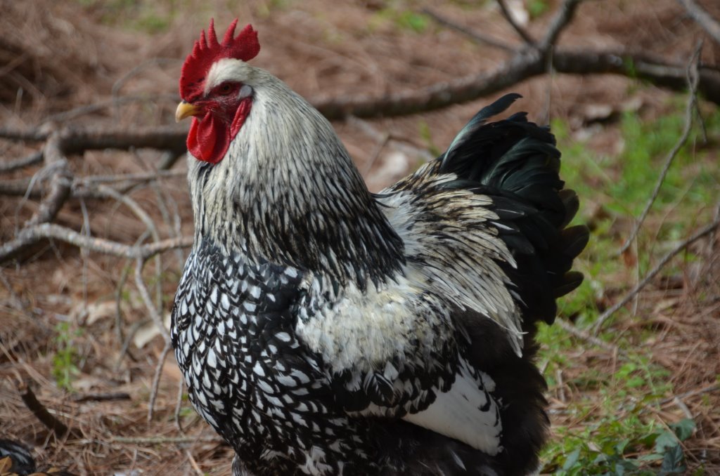 Silver Cochin Standard Chickens for Sale | Cackle Hatchery