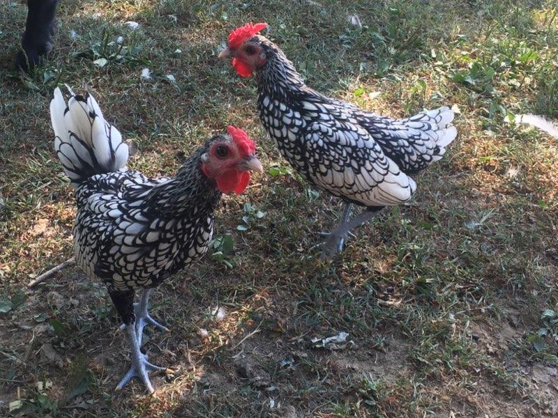 Silver Sebright Bantam Chicks for Sale | Cackle Hatchery