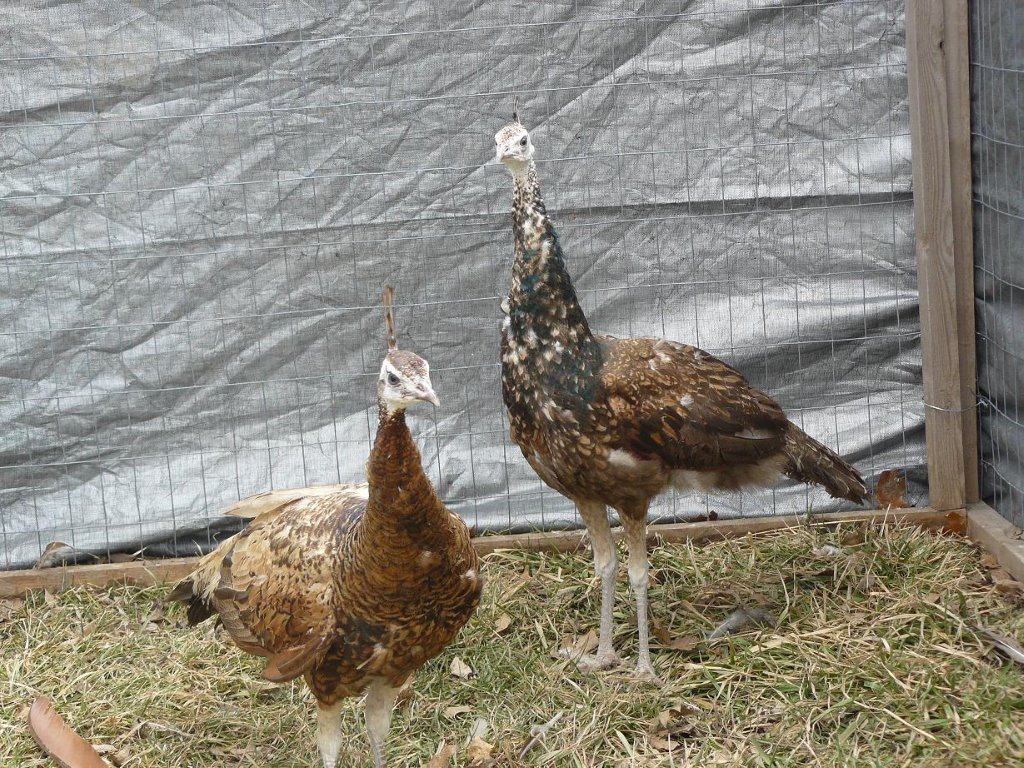 Peafowl for Sale Assorted Peafowl Chicks Cackle Hatchery
