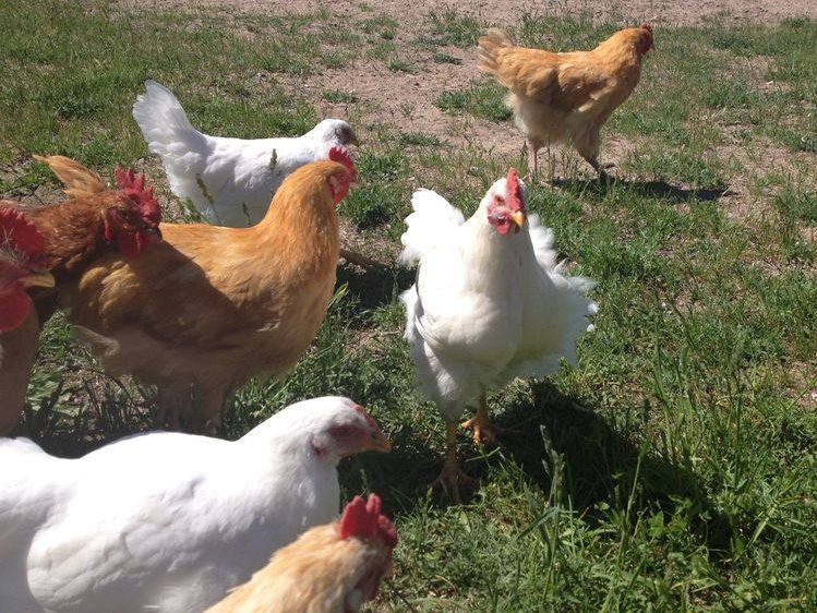 Heavy Pullet Assorted Chick Special Cackle Hatchery