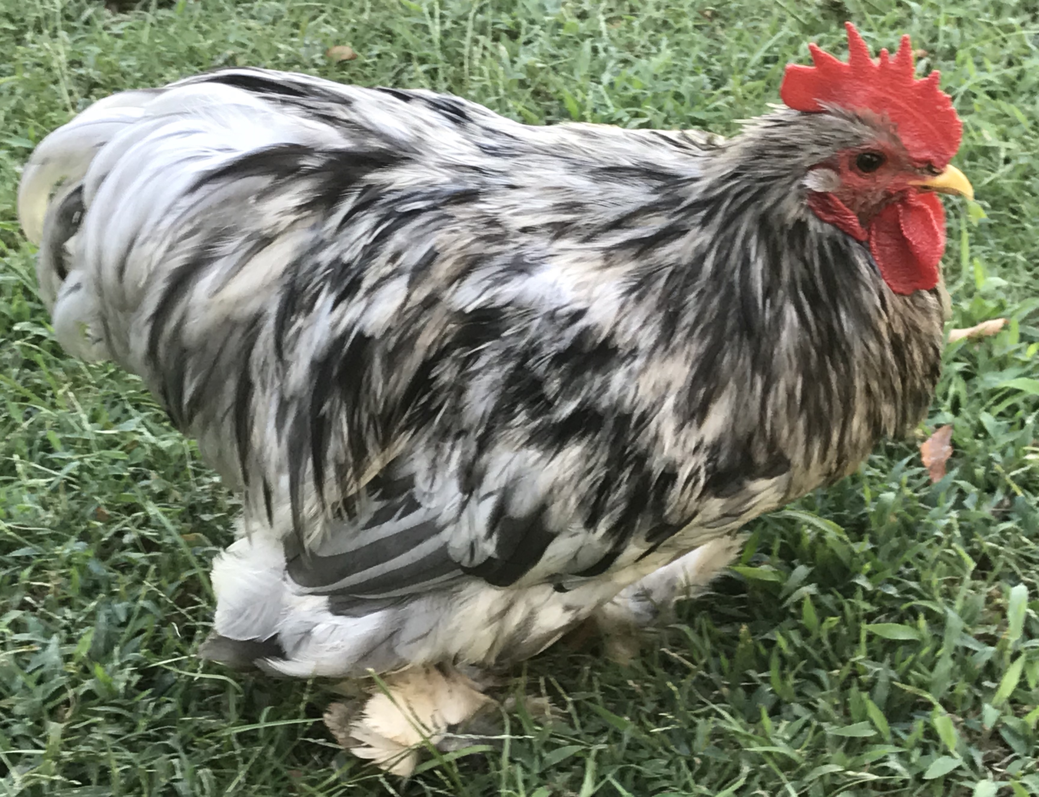 Splash Cochin Bantam Chickens for Sale Cackle Hatchery