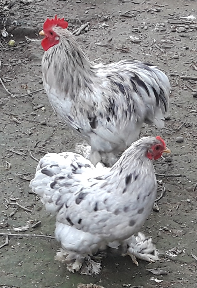 Splash Cochin Bantam Chickens for Sale Cackle Hatchery