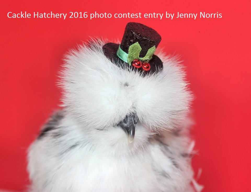 Splash Silkie Bantams - Baby Chicks for Sale Cackle Hatchery