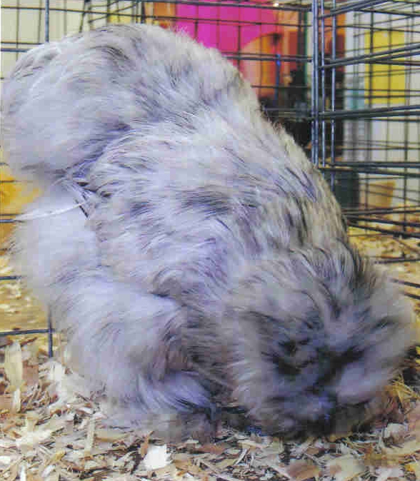 Splash Silkie Bantams - Baby Chicks for Sale Cackle Hatchery