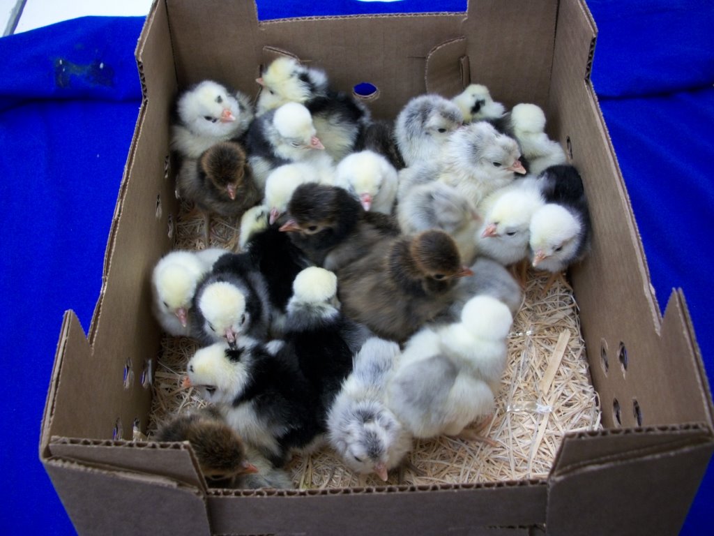 Crested "Top Hat" Baby Chick Special Cackle Hatchery