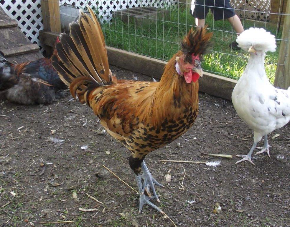 top hat special chicken