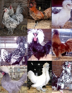top hat chickens