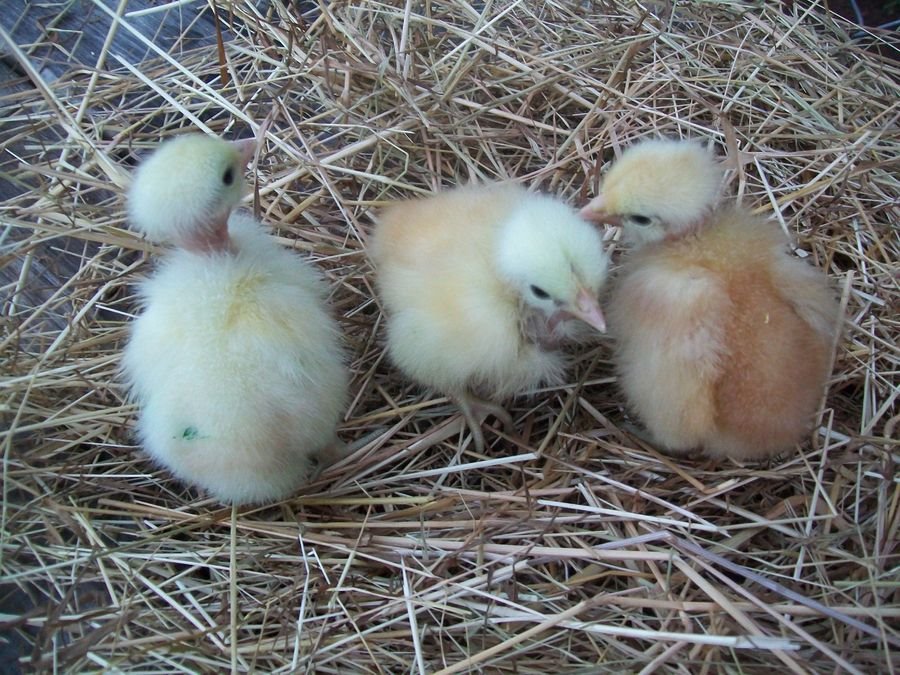 Turken "Naked Neck" Chicks for Sale Cackle Hatchery