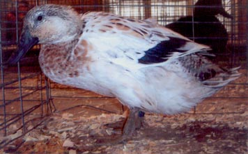Welsh Harlequin Ducks - Waterfowl Hatchery | Cackle Hatchery