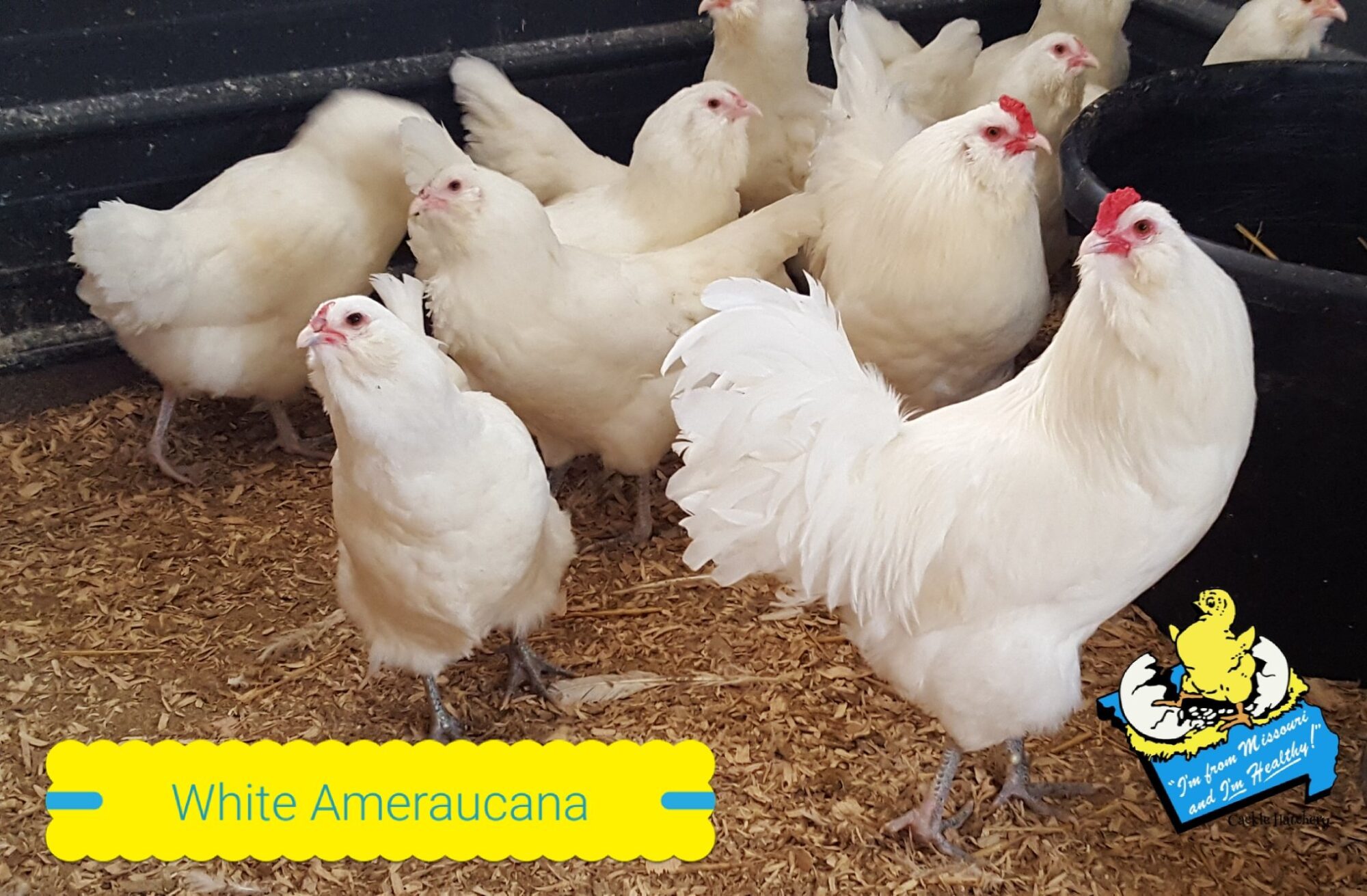 White Ameraucana Chickens For Sale - Baby Chicks | Cackle Hatchery
